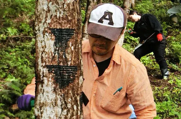 A harvester gathers urushi sap from a hinoki tree.
