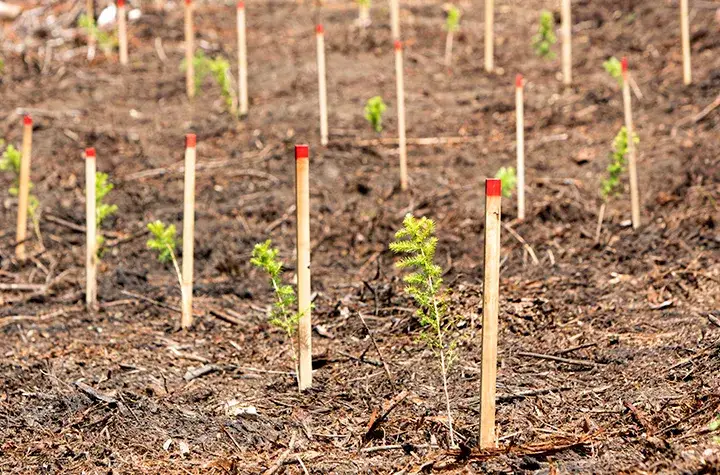 Farmed hinoki saplings popping up from the earth.